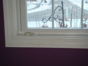 It was here for at least 4 days before I found it.