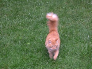 P-nut knows how to work his cuteness for maximum results. We are suspicious he has imparted this wisdom to the girls.